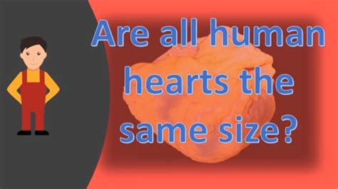 Human Heart Size Comparison