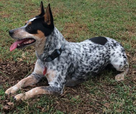 How Long Will A Cattle Dog Mix Live