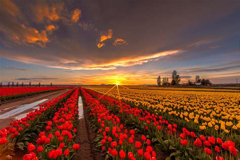 Beautiful Tulip Field Sunset Photograph By Mike Reid