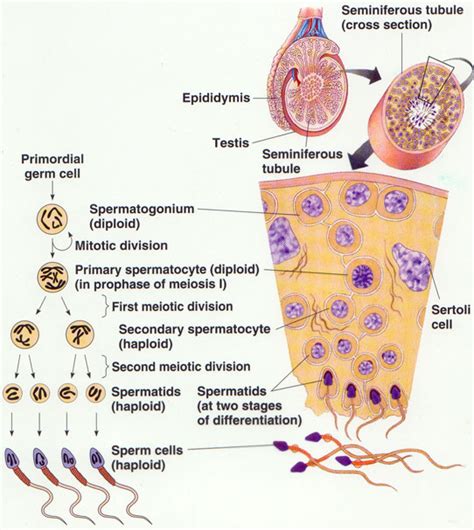 Spermatogenesis Humans Development