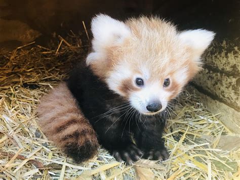Red Panda Cubs Cute Baby Real Too Cute Panda Malaysian Cub Is The