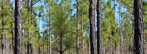Longleaf Pine Big Thicket National Preserve Us National Park Service