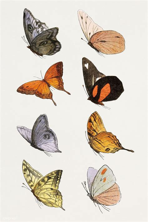 Vintage Butterfly Illustrations Set Premium Image By Rawpixel Com