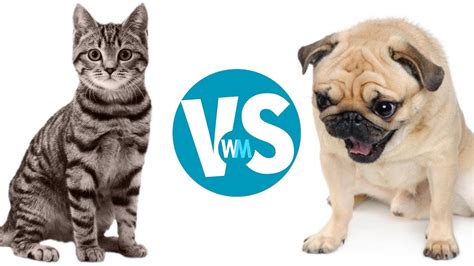 Cats Vs Dogs Which Makes A Better Pet Youtube