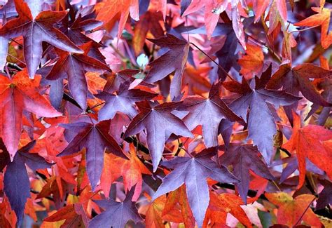 Purple Leaves Of Fall Color Scheme Image
