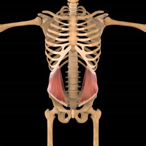 ¿cuál Es El Músculo Cuadrado Lumbar Homo Medicus