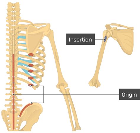 Latissimus Dorsi Muscle Origin And Insertion