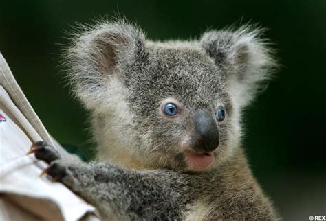 Meet Frankie The Rare Blue Eyed Baby Koala Named After Sinatra Daily