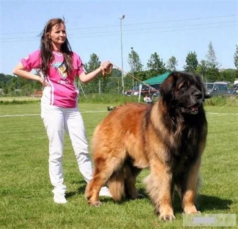 3 Extra Large Dog Breeds With Pictures And Names