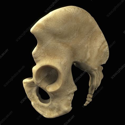 Pelvic Bones Male Artwork Stock Image C0204587 Science Photo