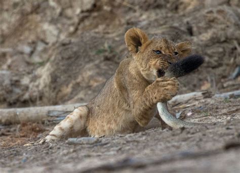 Video Playtime For Lion Cubs Africa Geographic