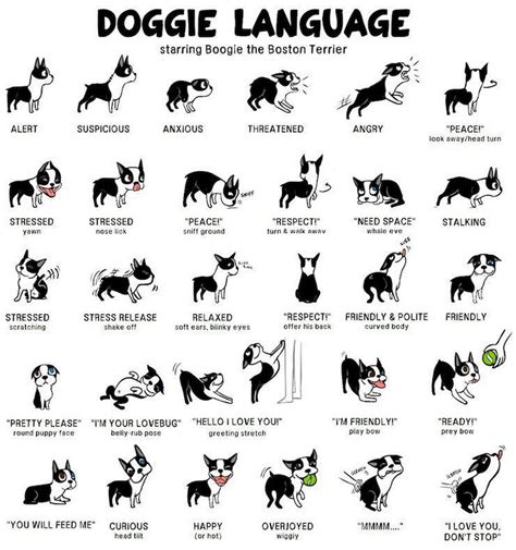 How To Read A Dogs Body Language The Animal Foundation