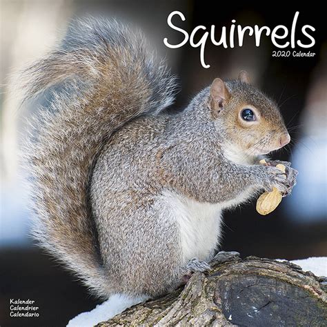 Squirrels Wall Calendar 2020 By Avonside