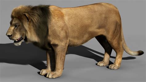 Lion Animation 3d Model Animated Rigged Max