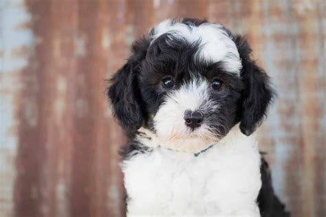 9 Facts Only Sheepadoodle People Understand The Dog People By