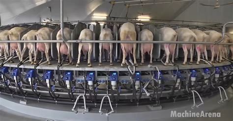 Applying Science And Technology To Real Life The Newest Modern Goat Milking System Ever Created