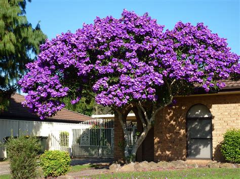The flowers grow on a tall stem and blossom in a deep shade of purple. Free photo: Purple Flowering Tree - Backyard ...