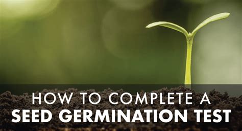 How To Complete A Seed Germination Test Julia Dimakos