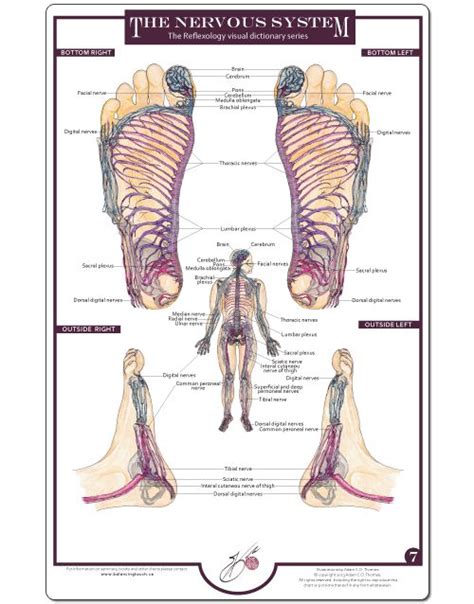 Reflexology Foot Charts Collection Foot Chart Reflexology Foot Chart