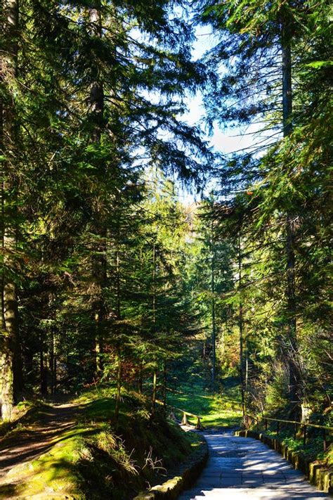 Path In Evergreen Forest Carpathian Mountains Ukraine Travel