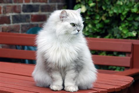 Although dog sitting on rover and wag may be lucrative, you should learn what to look for in a i don't claim to know every technique for training a dog. Fat Cat | sitting on the newly-repainted garden table ...