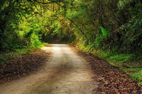 Jungle Road By Almuhammady Photography On 500px Landscape Road