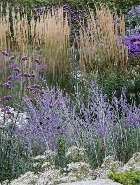 Best Perennials For Late Summer Color Longfield Gardens