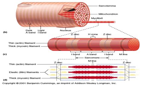 Skeletal Muscle Fiber Anatomy