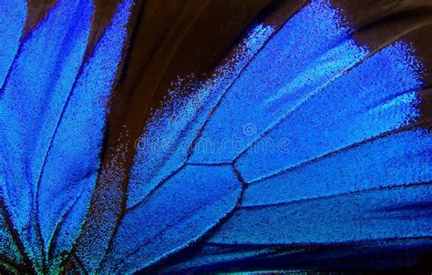 Wings Of The Butterfly Ulysses Closeup Stock Image Image Of Natural
