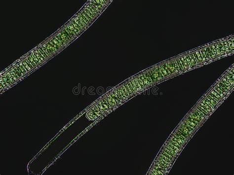 Oscillatoria Sp Algae Under Microscopic View X40 Stock Photo Image
