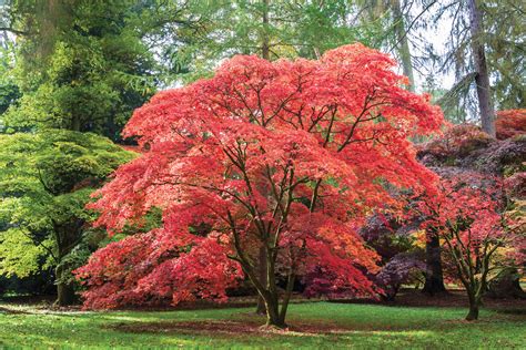 5 самых красивых деревьев чтобы украсить внутренний дворик