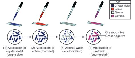 Gram Staining Principle Theories Procedure And Examples Biology Ease