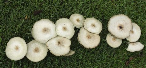 Magic Mushrooms In Virginia All Mushroom Info