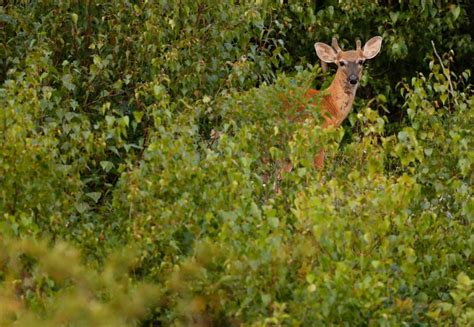 Maine Deer Season Gets Started For Archers In Some Areas