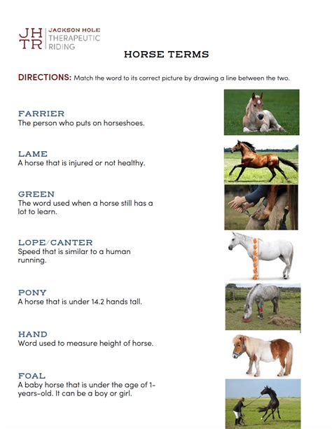 Common Horse Terms Jackson Hole Therapeutic Riding