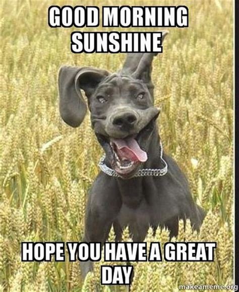 101 have a great day memes good morning sunshine hope you have a great day… funny good