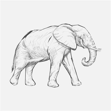 Estilo De Desenho De Ilustração De Elefante Vetor Premium