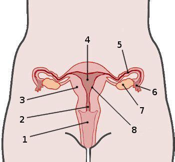 Female human anatomy, internal organs diagram, physiology, structure, medical profession, morphology, healthy. Free anatomy quiz - Female reproductive system | Female reproductive system