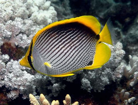 Hd Wallpaper Butterflyfish Ocean Sea Tropical Underwater Animal