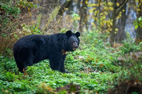 Asiatic Black Bear Size Habitat Population And Facts Britannica
