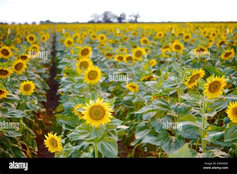 Sunflower Fields In Bloom Near Woodland In Yolo County California
