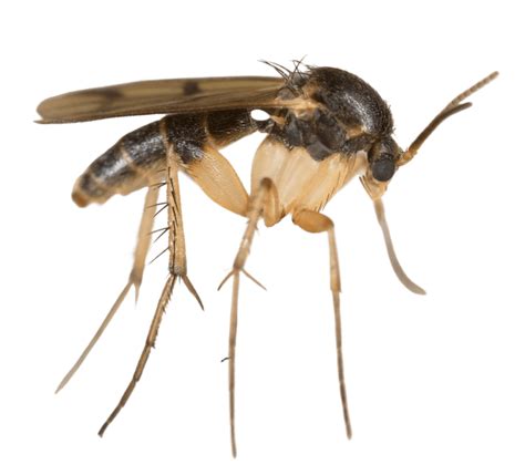 Fungus Gnats — What Are They Summit Responsible Solutions