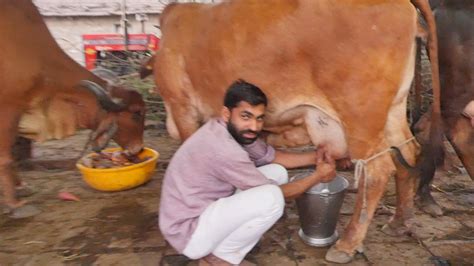 Cow Milking By Hand In India Video Traditional Method Of Cow Milking In