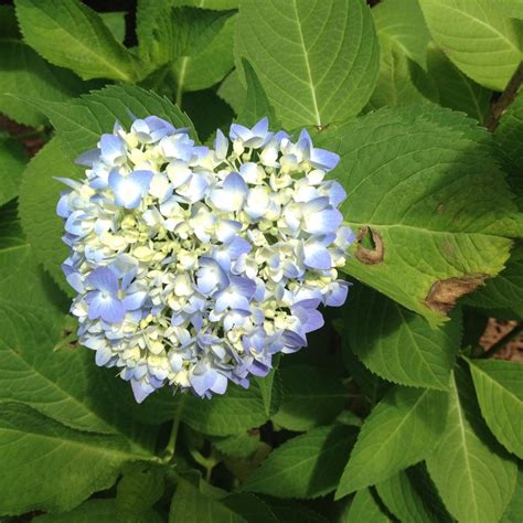 No matter where you live, the flower clusters change to. A Guide to Hydrangea Disease and Pest Problems | HGTV