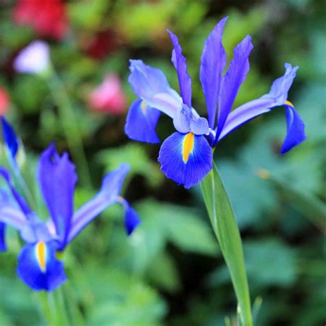 Bulbes IRIS Hollandica Blue Magic Iris De Hollande En Vente