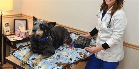 We ask that you stay nearby for the. Vet clinic launches hospice for pets