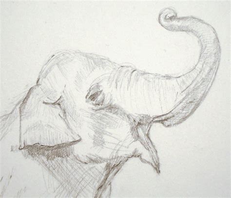 Collection by megzeyesonly • last updated 7 days ago. An Elephant a Day: Elephant No. 317: Pencil Drawing