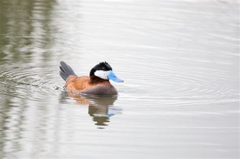 Ruddy Duck — Madison Audubon