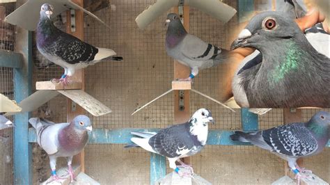 Long Distance Racing Pigeon For Sale Pigeonauctions Racer Pigeon