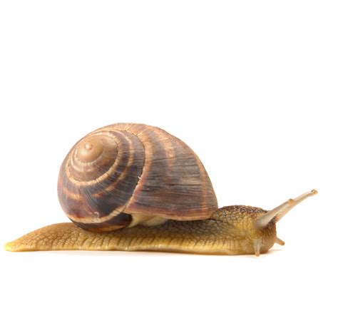 Snail Png Isolated Image Png Mart